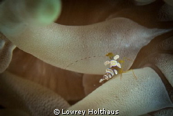 Anenome Shrimp by Lowrey Holthaus 